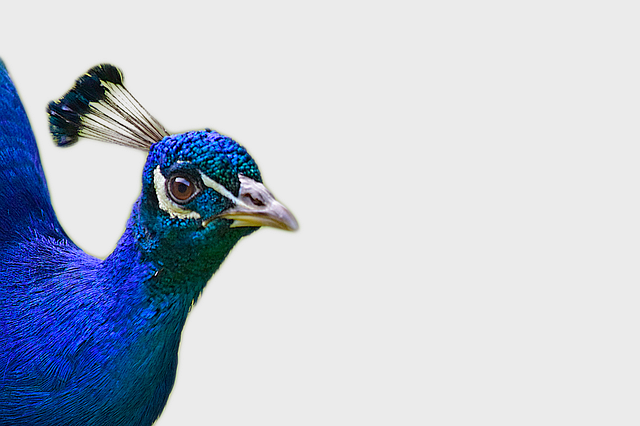 Peacock Feathers Image   HD Free Download