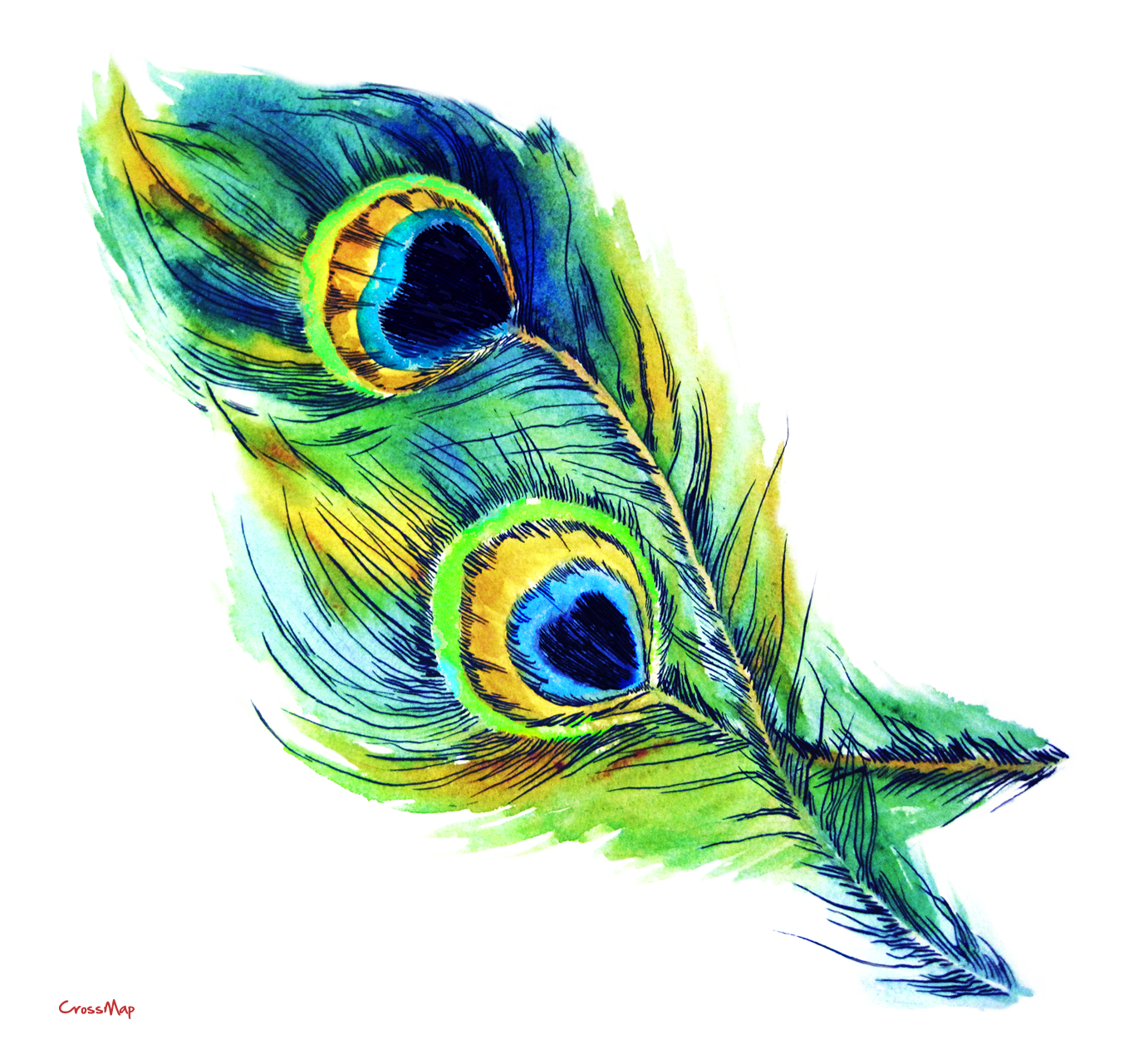 Peacock Mor Pankh Clipart PNG Collection HD Free Download