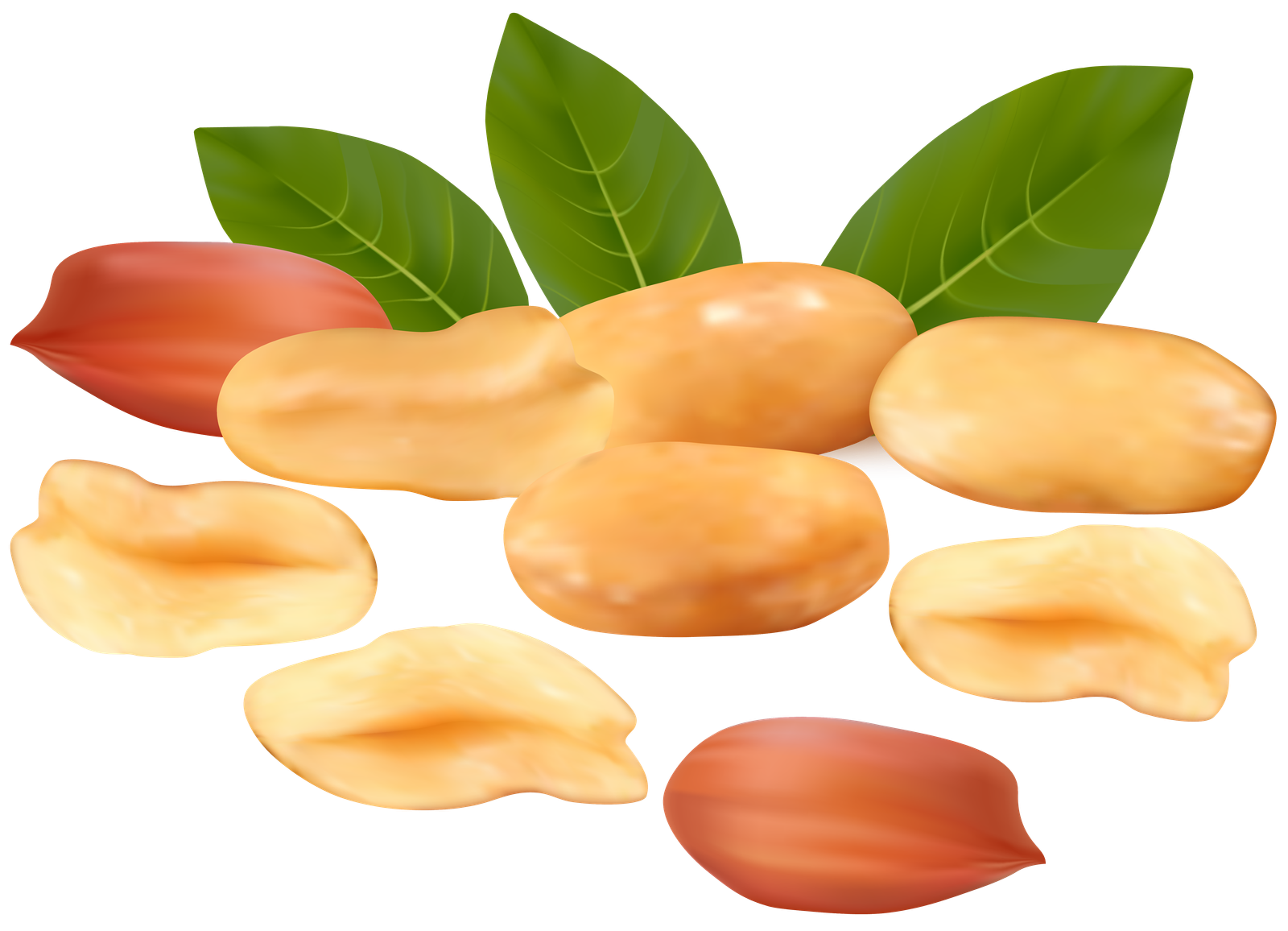 Peanut Peanuts Cliparts Clip Art Clip Art Clipart Library  HD Free Download