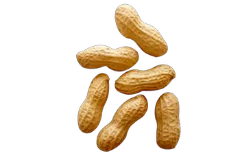 Peanut Virginia Peanuts Wilco  HD Free Download