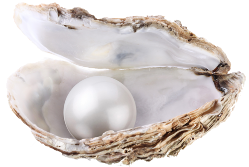 Pearl Culled From Private Oyster Farms Our Trading Presence  HD Free Download