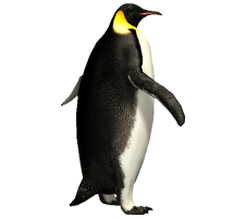 Penguin Aurora Designs Aurora Designs  HD Free Download