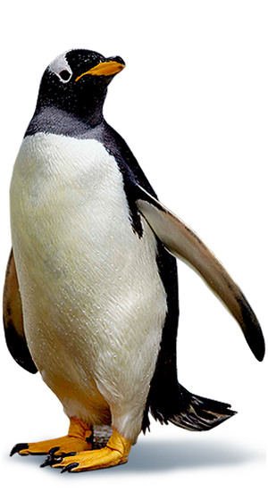 Penguin Ski Dubai Penguins Tickets Packages Information Ski Dubai  HD Free Download