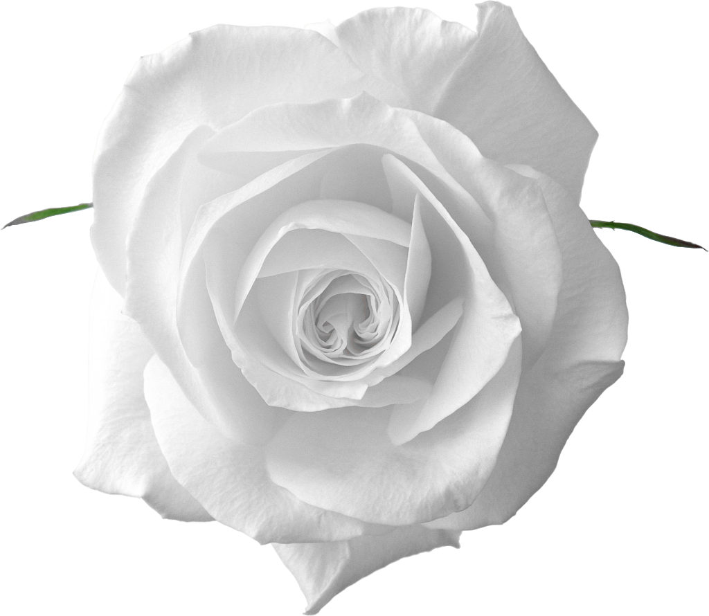 Perfect White Rose Ufe Ufe Uaf  HD Free Download