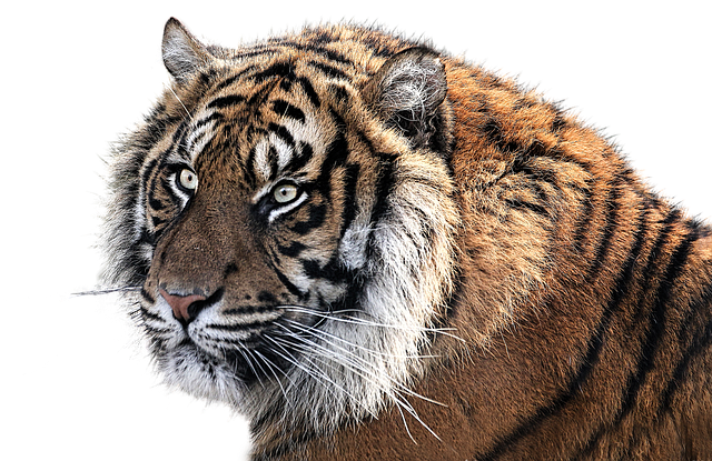 Photo Tiger Tiger Head Animal Feline Image  HD Free Download
