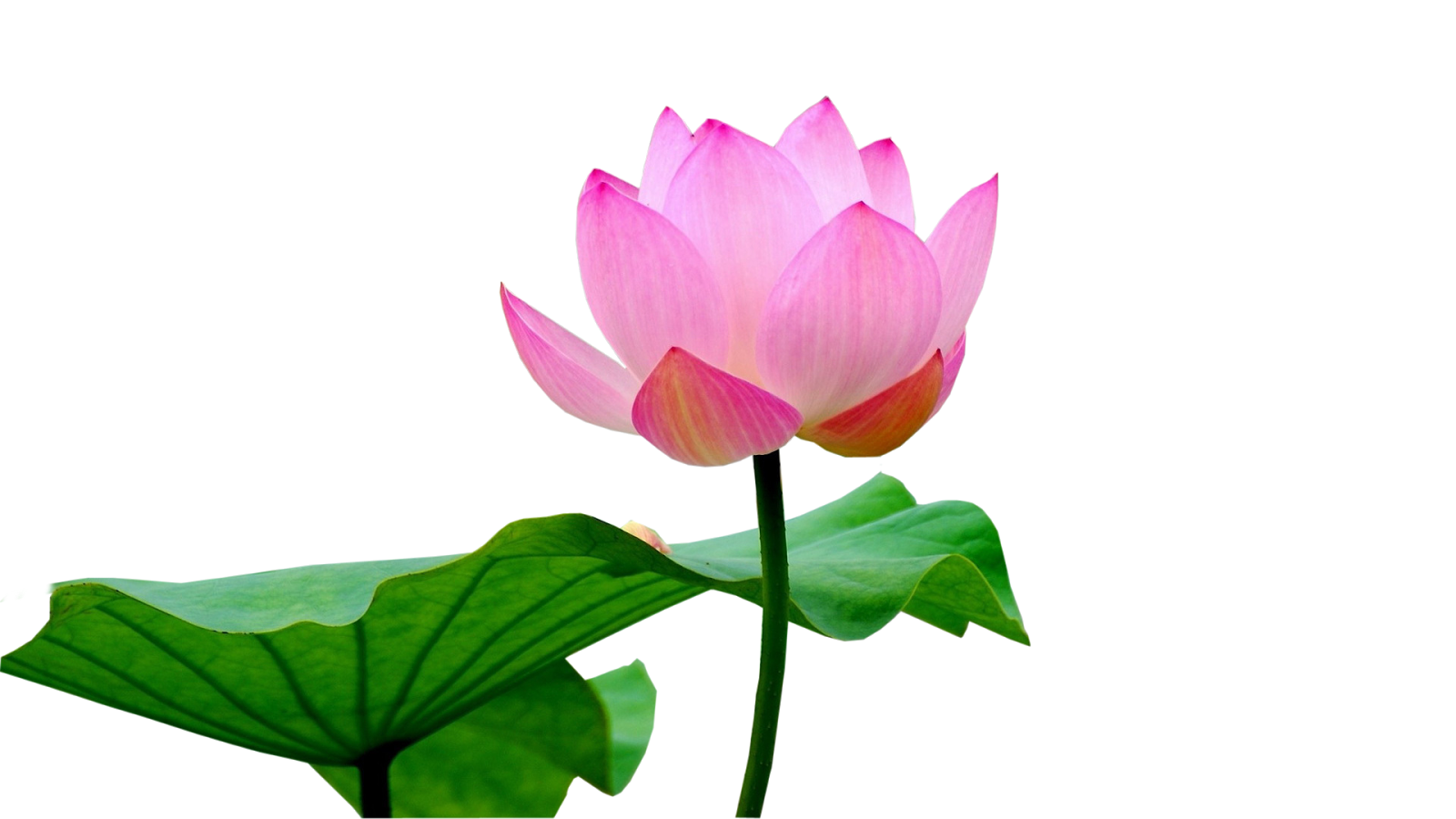 Pink Lotus Flower With Leaf  HD Free Download