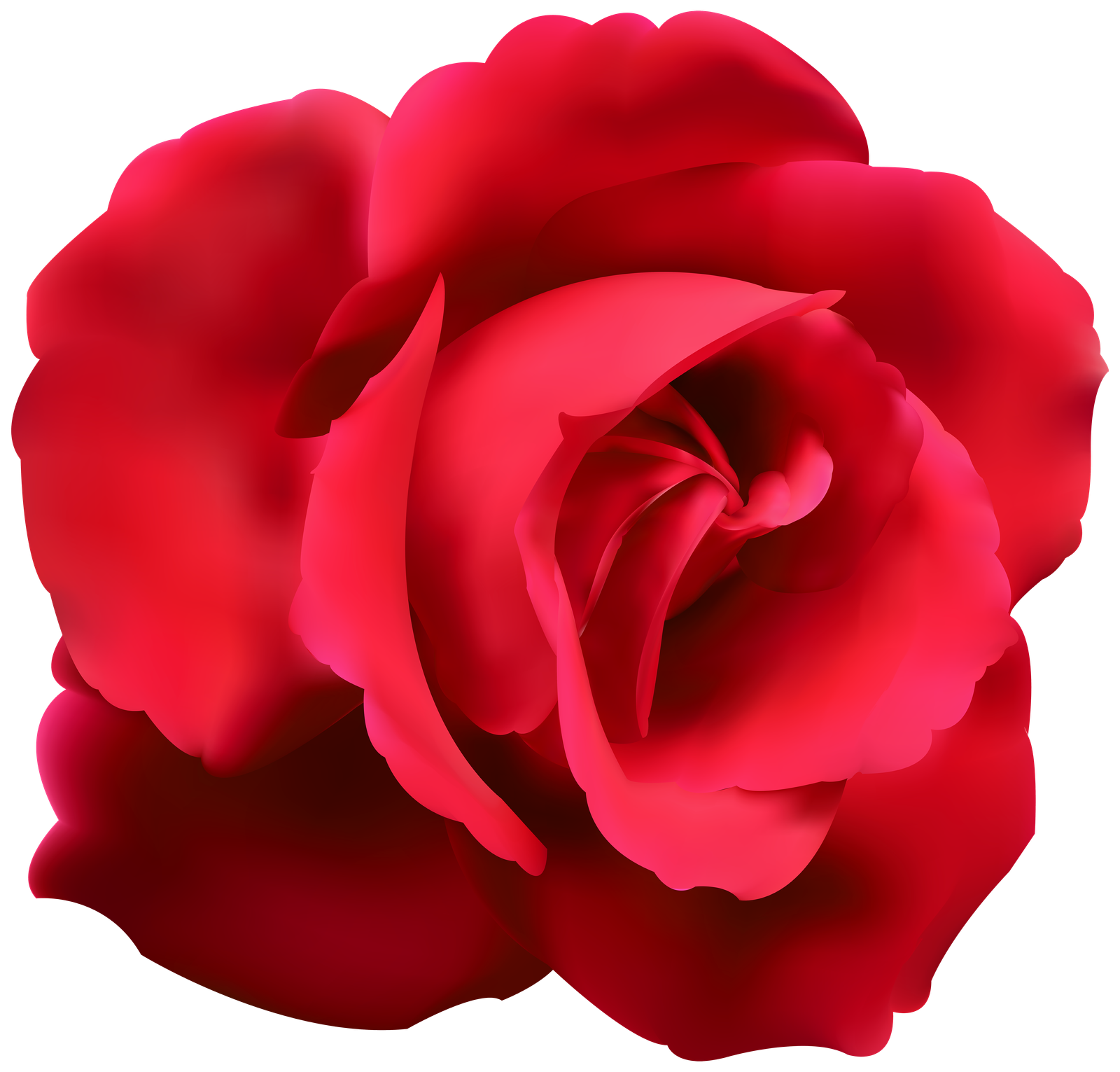 Pictures Rootless Rose Gift Valentines Day  HD Free Download