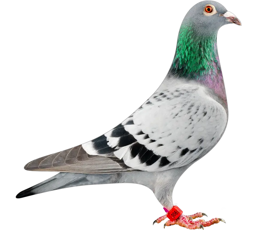 Pigeon Syndicate Lofts Reggie And David Moore Bangor  HD Free Download