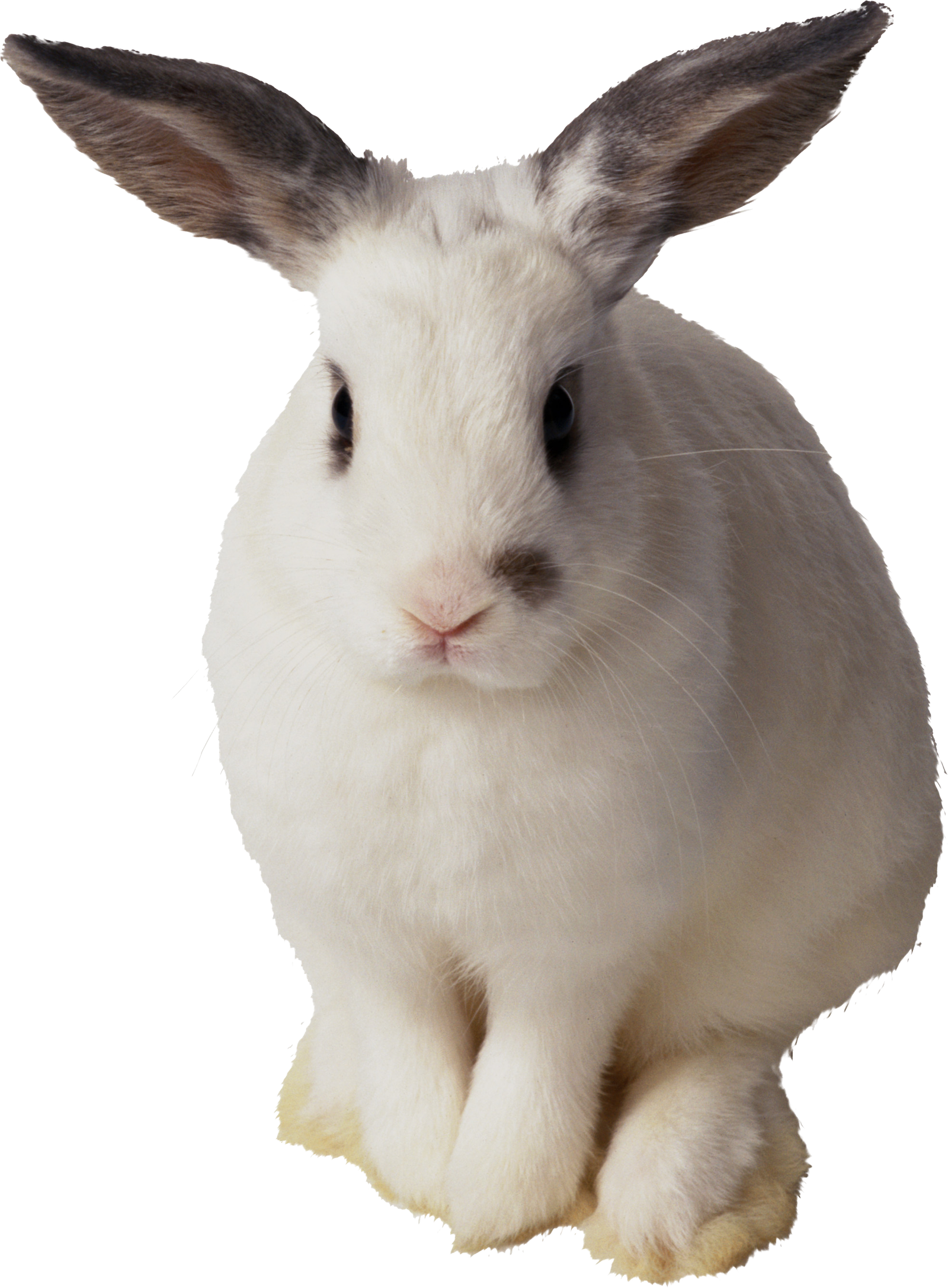 Pin Nanetta Banion Photos Tips Rabbit PNG Rabbit  HD Free Download
