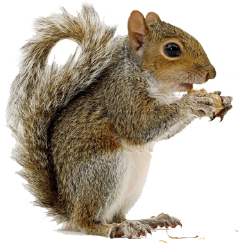 Pin Transparent PNG Images Animal PNG Squirrel  HD Free Download