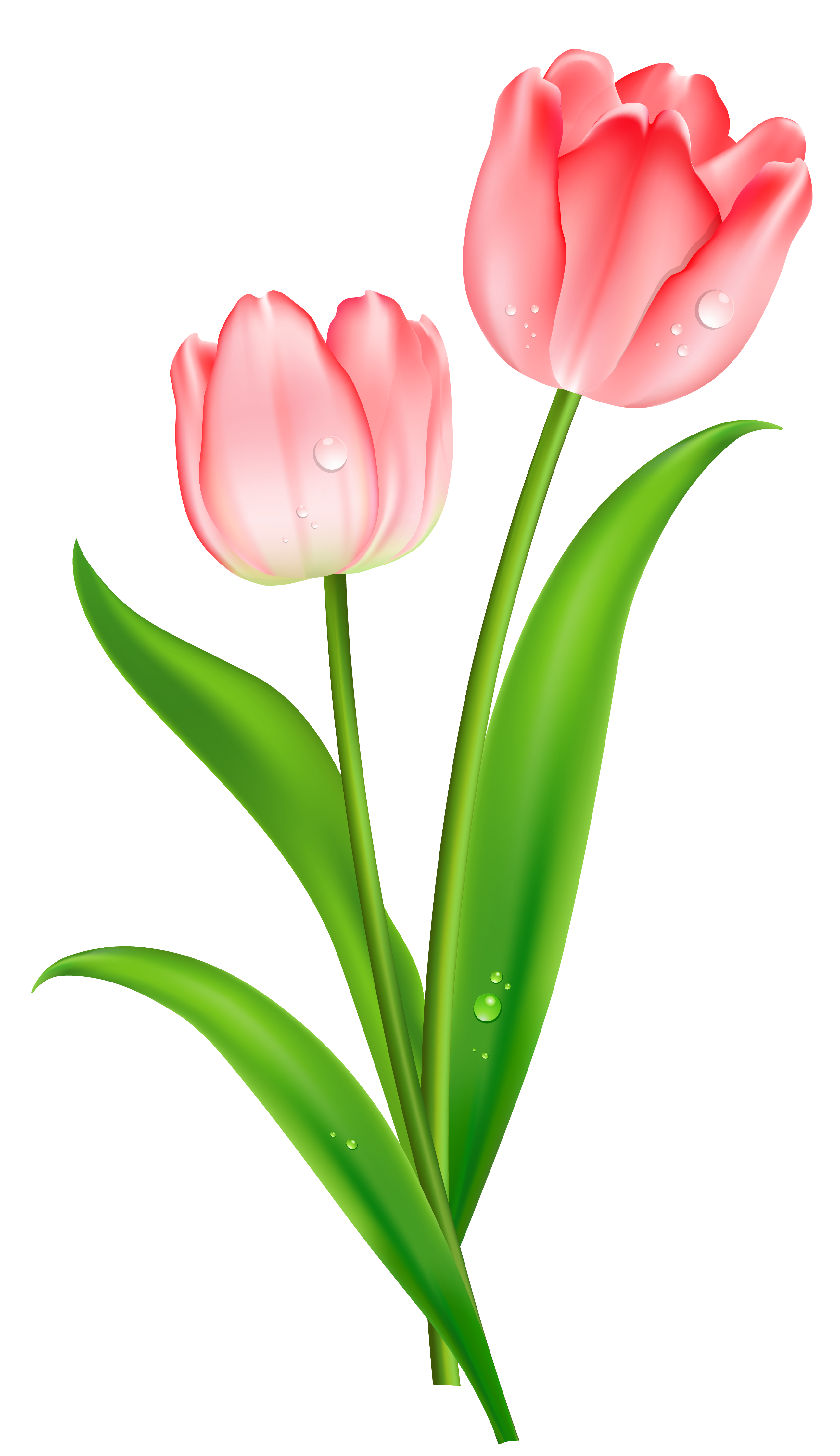 Pin Tulip Tulips Pink Tulips Tulip  HD Free Download
