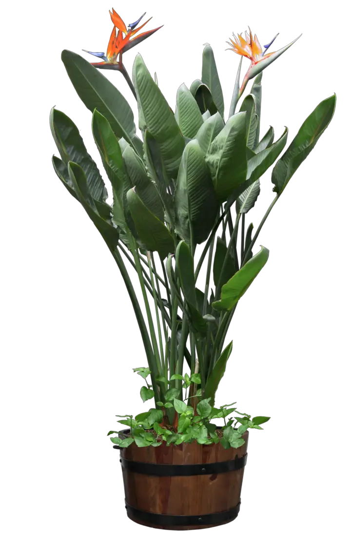 Plant PNG Digitalwideresource Deviantart  HD Free Download