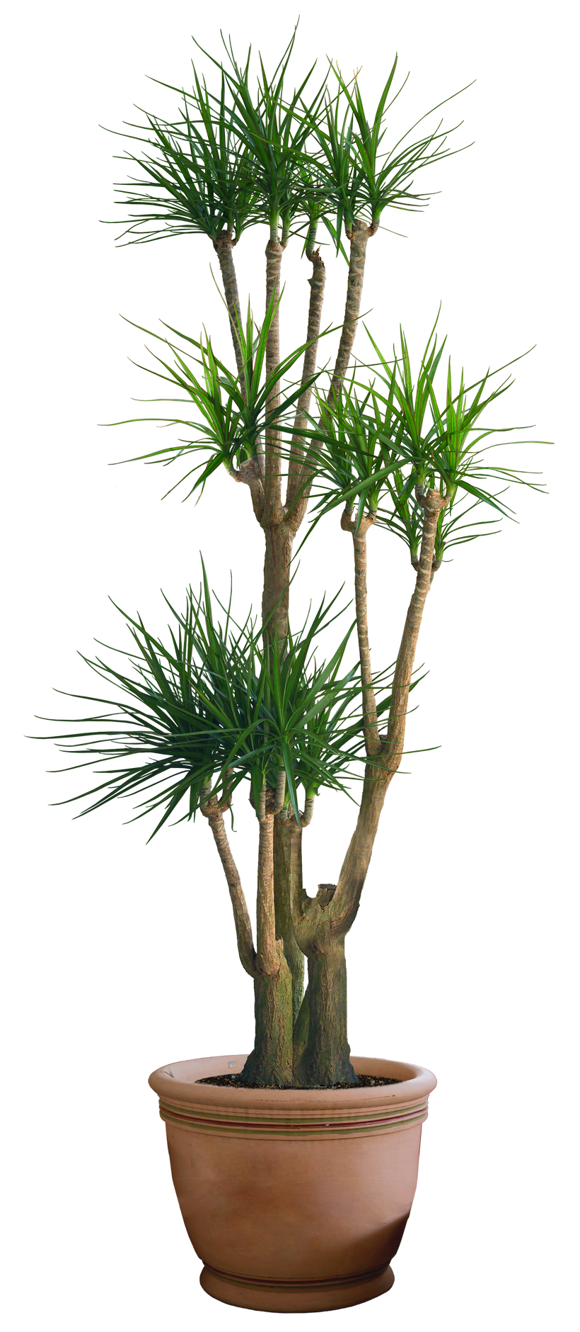 Plant PNG Digitalwideresource Deviantart  HD Free Download