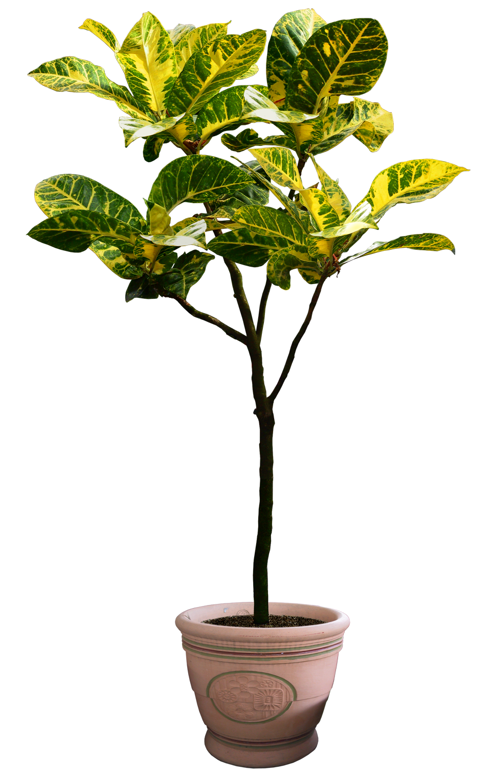 Plant PNG Digitalwideresource Deviantart  HD Free Download