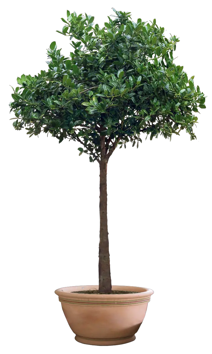 Plant PNG Digitalwideresource Deviantart  HD Free Download