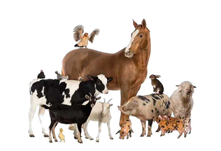 PNG Domestic Animals Transparent Domestic Animals HD Free Download