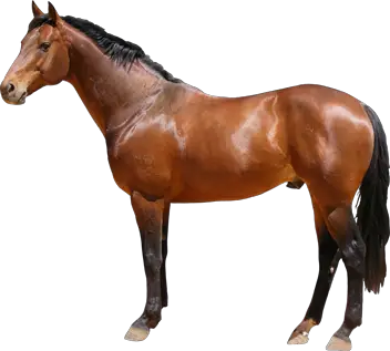 Bright Brown Horse PNG Beautiful Horse Picture  HD Free Download
