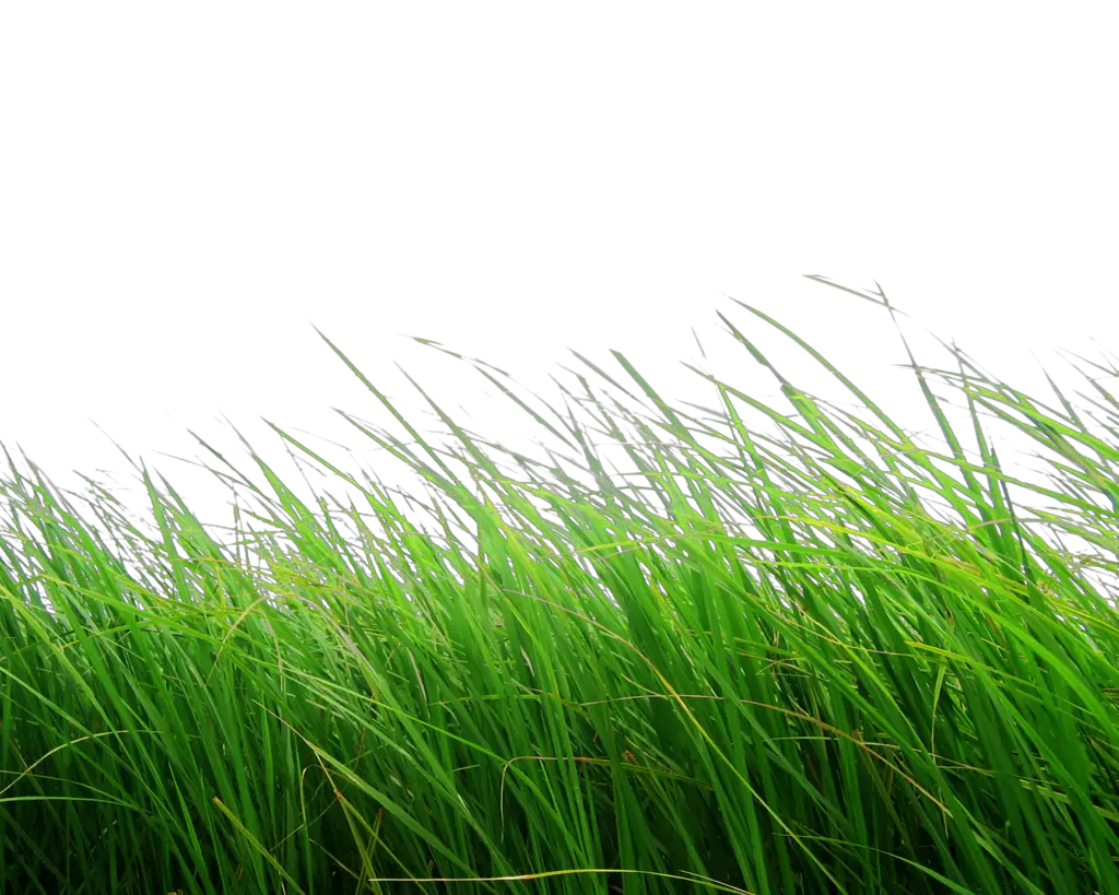 PNG Grass Moonglowlilly Deviantart  HD Free Download