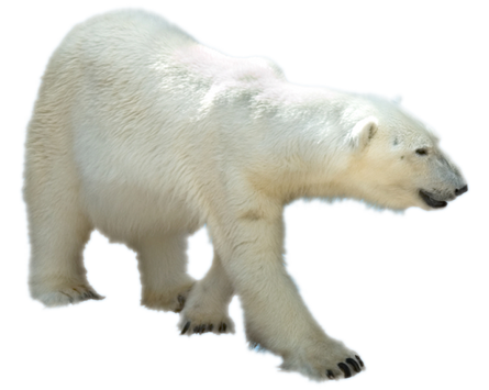 Polar Bear Kindersay  HD Free Download