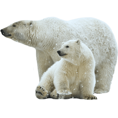 Polar Bear Mother And Son Transparent PNG Stickpng  HD Free Download