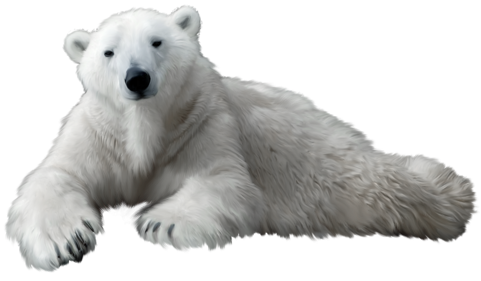 Polar Bear PNG Clip Art Best Web Clipart  HD Free Download