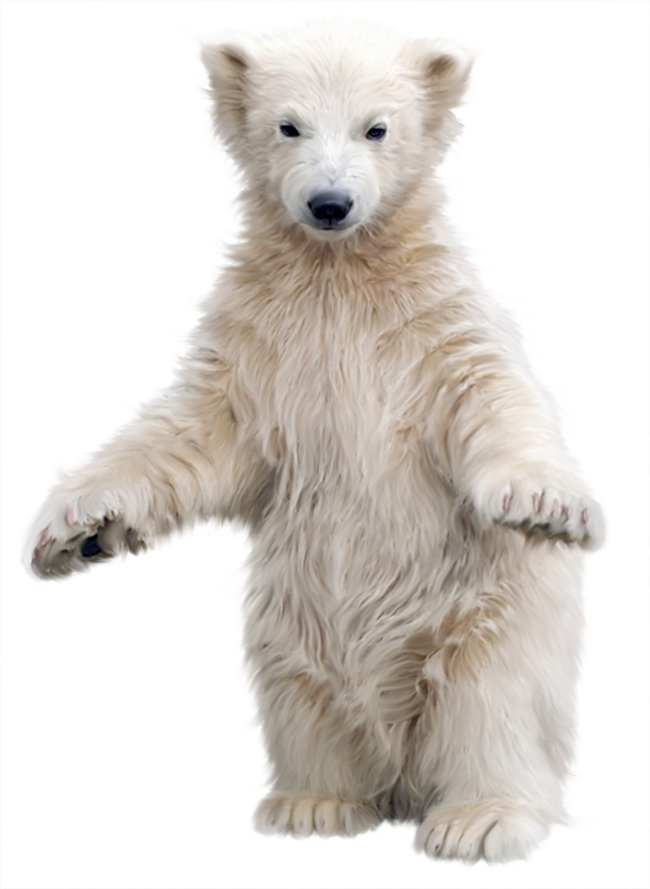 Polar Bear PNG Image Collection Crazypngm Crazy PNG Images  HD Free Download