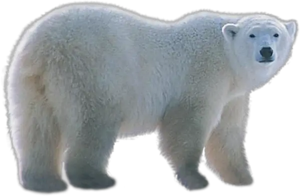 Polar Bear PNG Image Collection Crazypngm Crazy PNG Images  HD Free Download