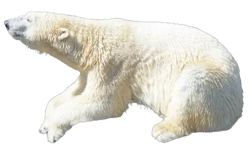 Polar Bear PNG Transparent Image HD Free Download