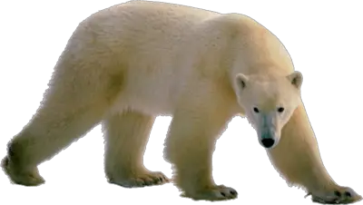 Polar Bear PNG Transparent Images Clip Art Clip Art Clipart Library  HD Free Download