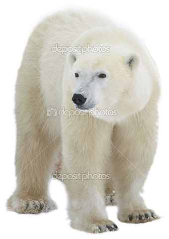 Polar Bear Transparent Background Problem Photopaint Corel Photo Paint Coreldraw Graphics  HD Free Download