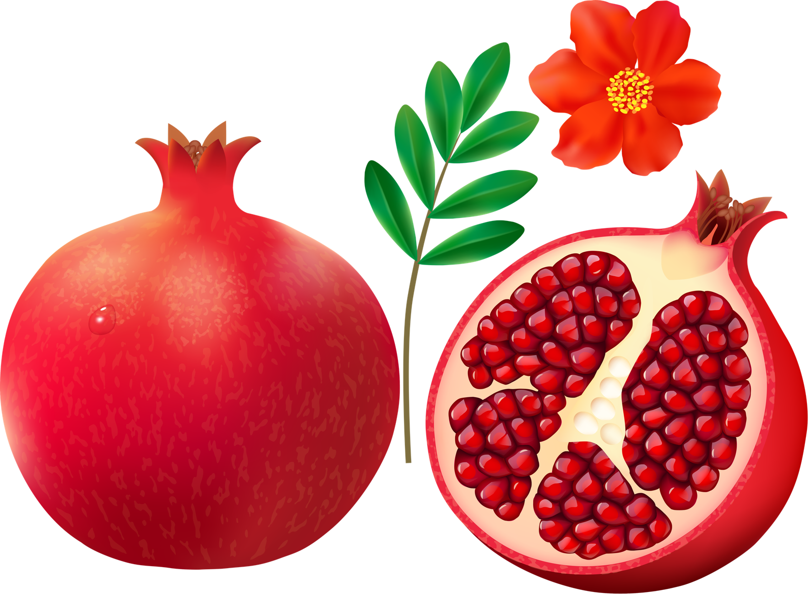 Pomegranate Clipart Pomegranate Clip Art Images  HD Free Download
