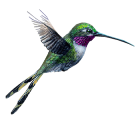 Popular And Trending Hummingbird Stickers Picsart  HD Free Download