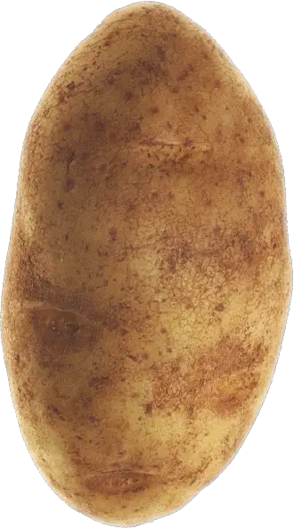 Potato Farming  HD Free Download