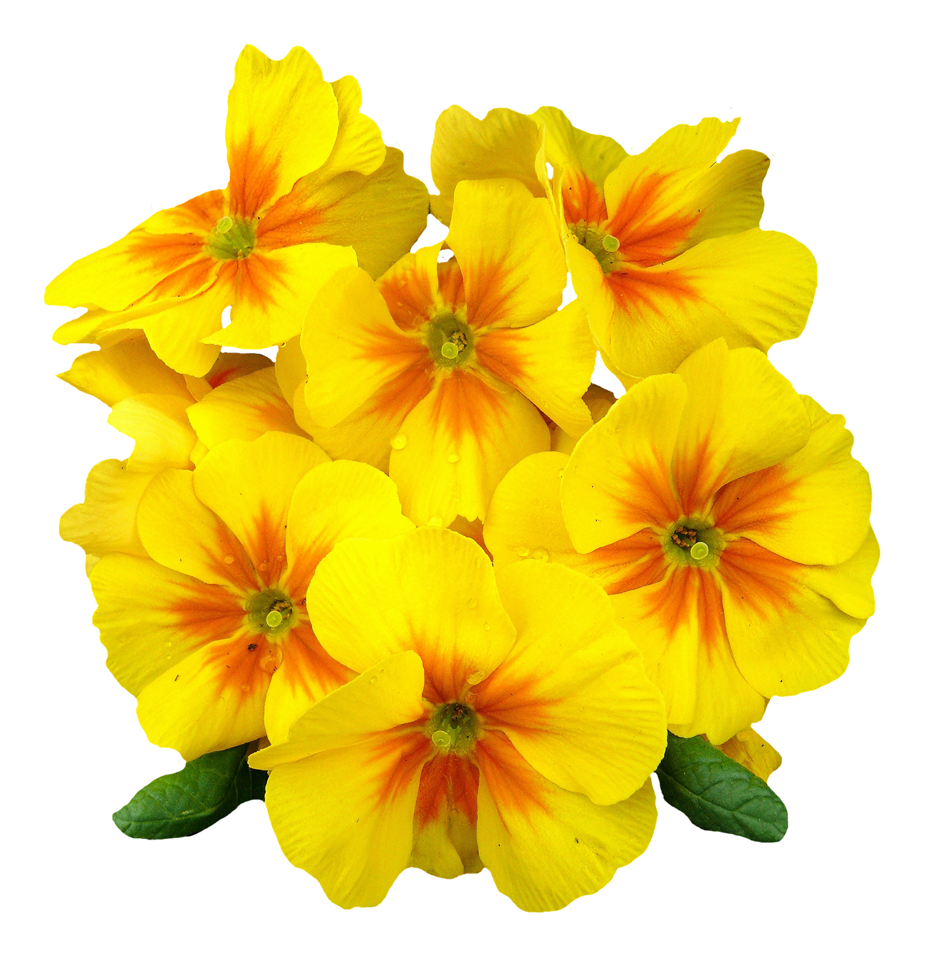Primrose Flower Image PNG HD Free Download