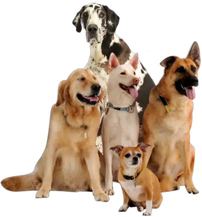 Putnam County County Agencies Dog Warden HD Free Download