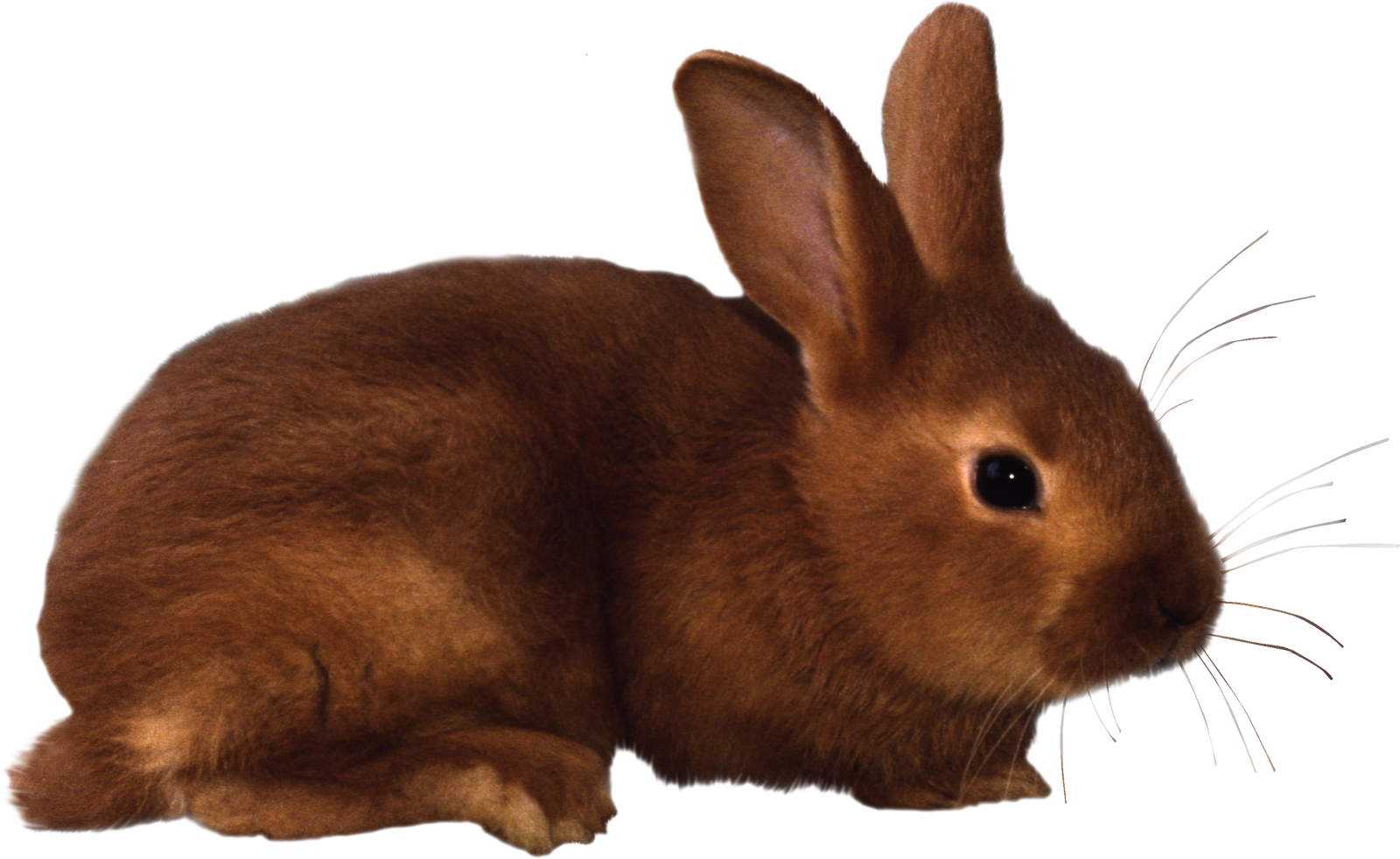 Rabbit Clipart Clipart Panda Clipart Images  HD Free Download