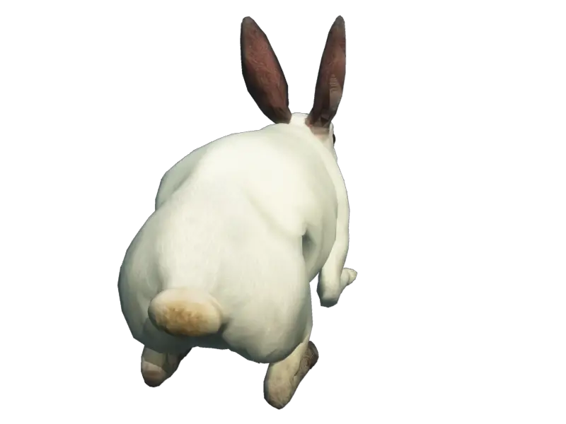 Rabbit PNG  HD Free Download