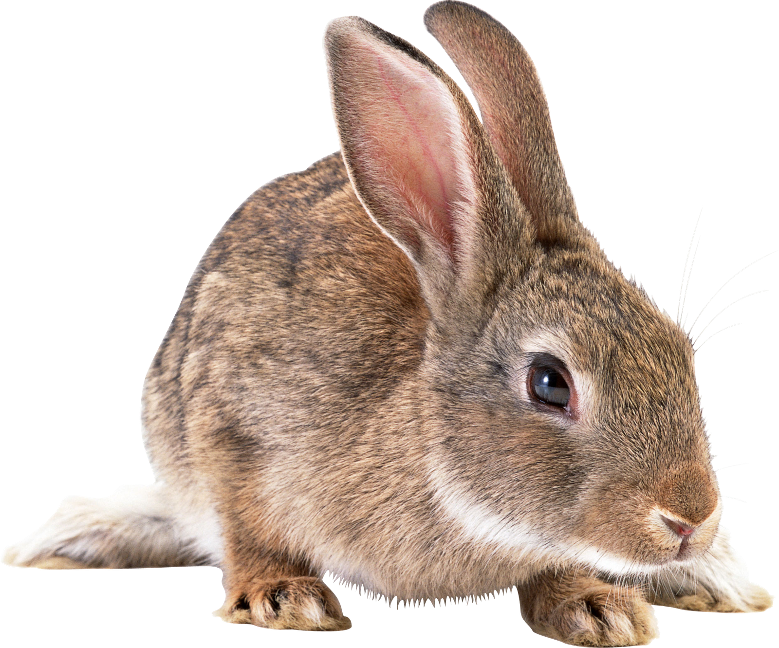 Rabbit PNG Images PNG Rabbit Pictures  HD Free Download