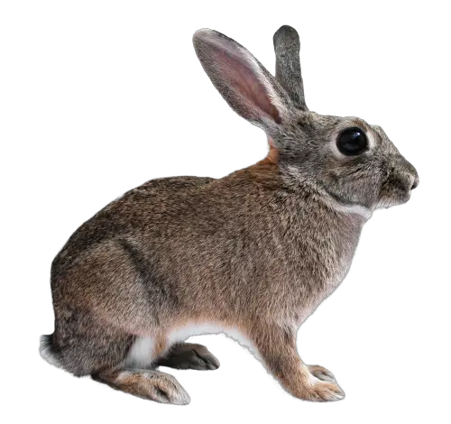 Rabbit PNG Transparent Image HD Free Download