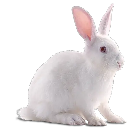 Rabbit PNG Transparent Images   HD Free Download