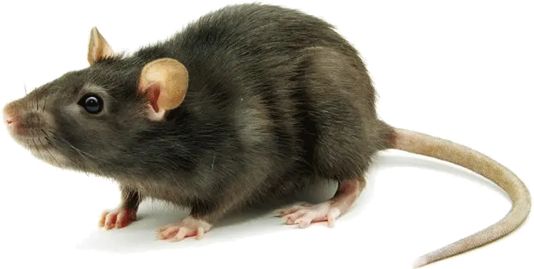 Rat Mouse PNG Transparent Rat Mouse Images   HD Free Download