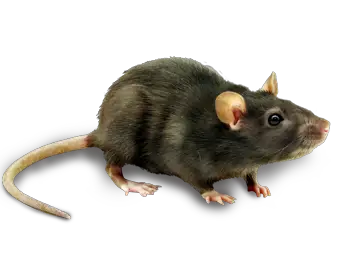 Rat Mouse PNG Transparent Rat Mouse Images   HD Free Download