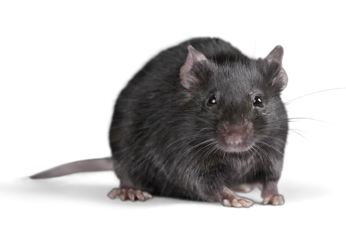Rat Rats London About Rats And How Deal With Them  HD Free Download