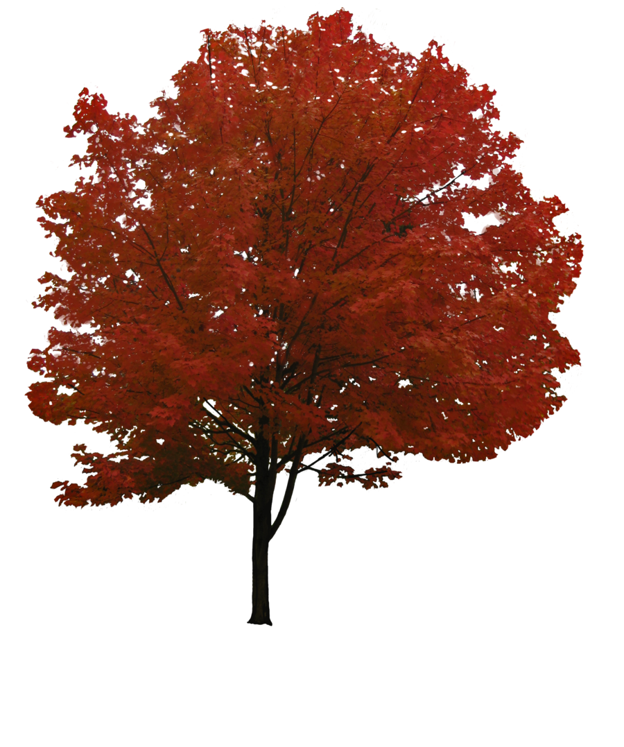Red Leaf Tree PNG Images Pictures  HD Free Download