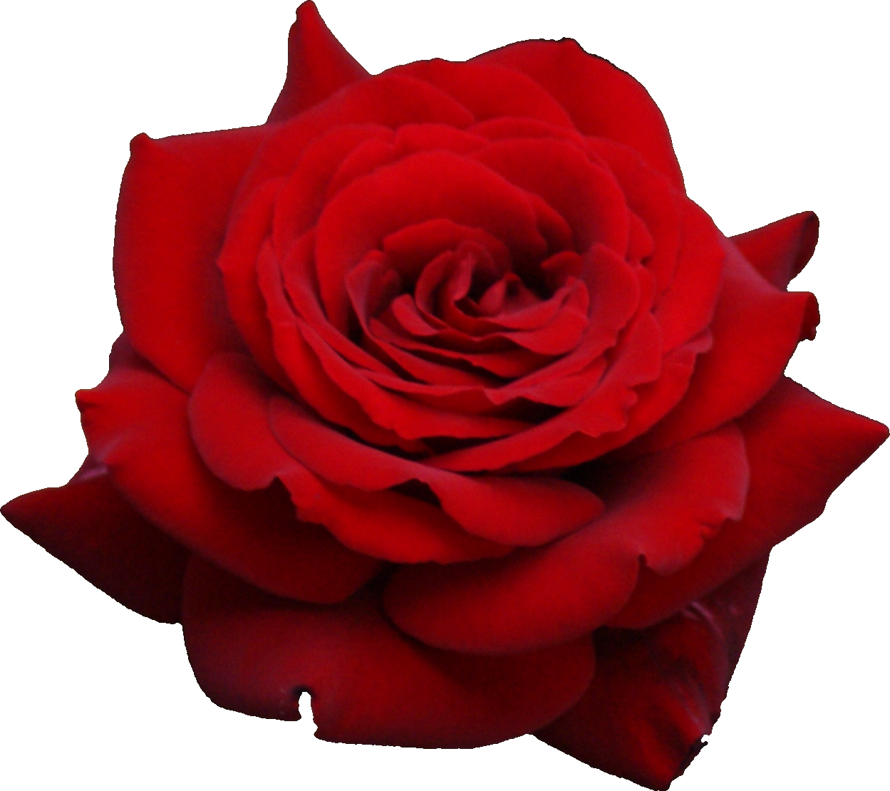 Red Rose Flower Free  HD Free Download