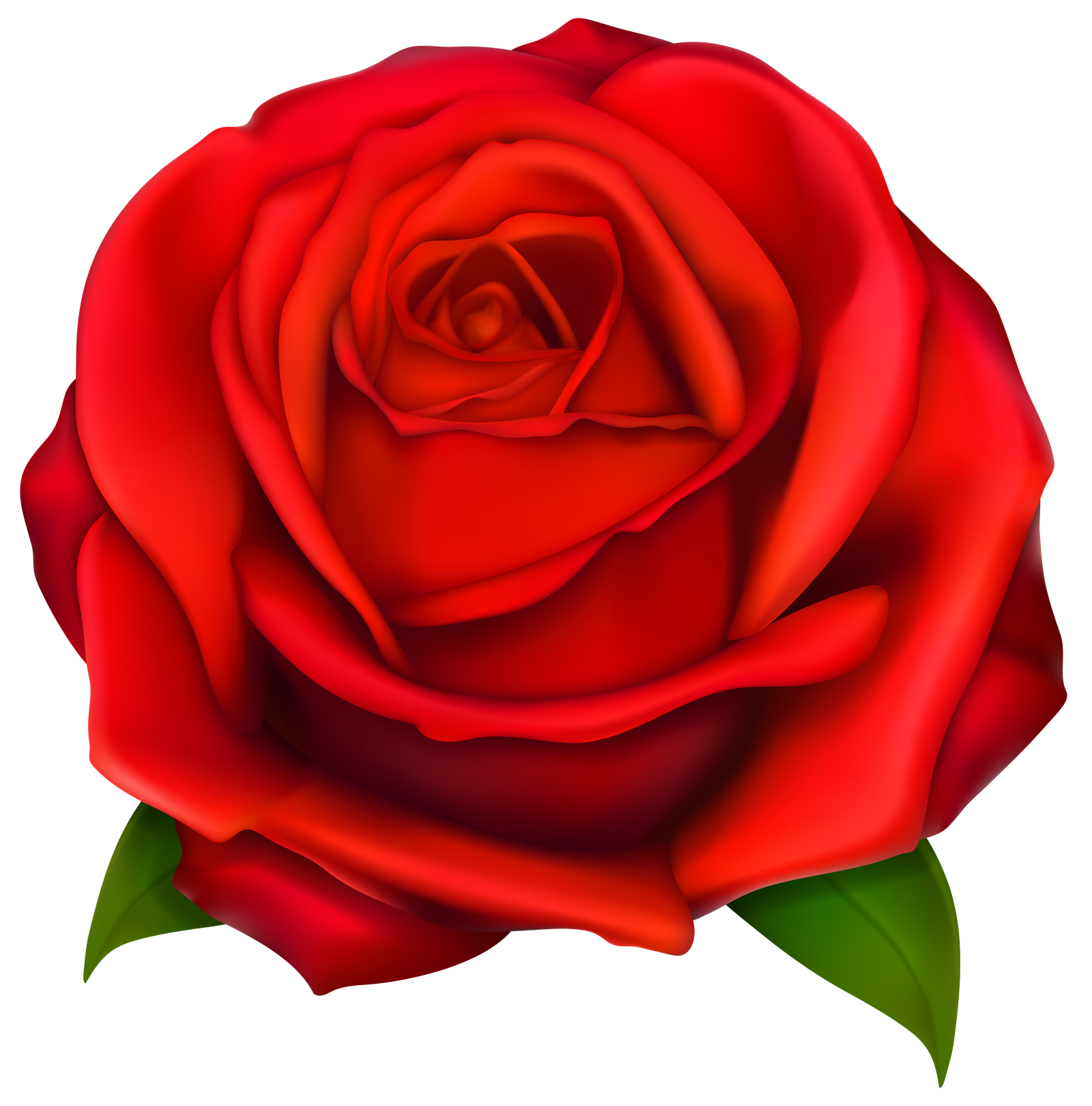 Red Rose Flower Top View PNG  HD Free Download