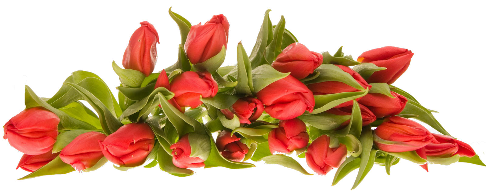 Red Rose Flower Transparent  HD Free Download