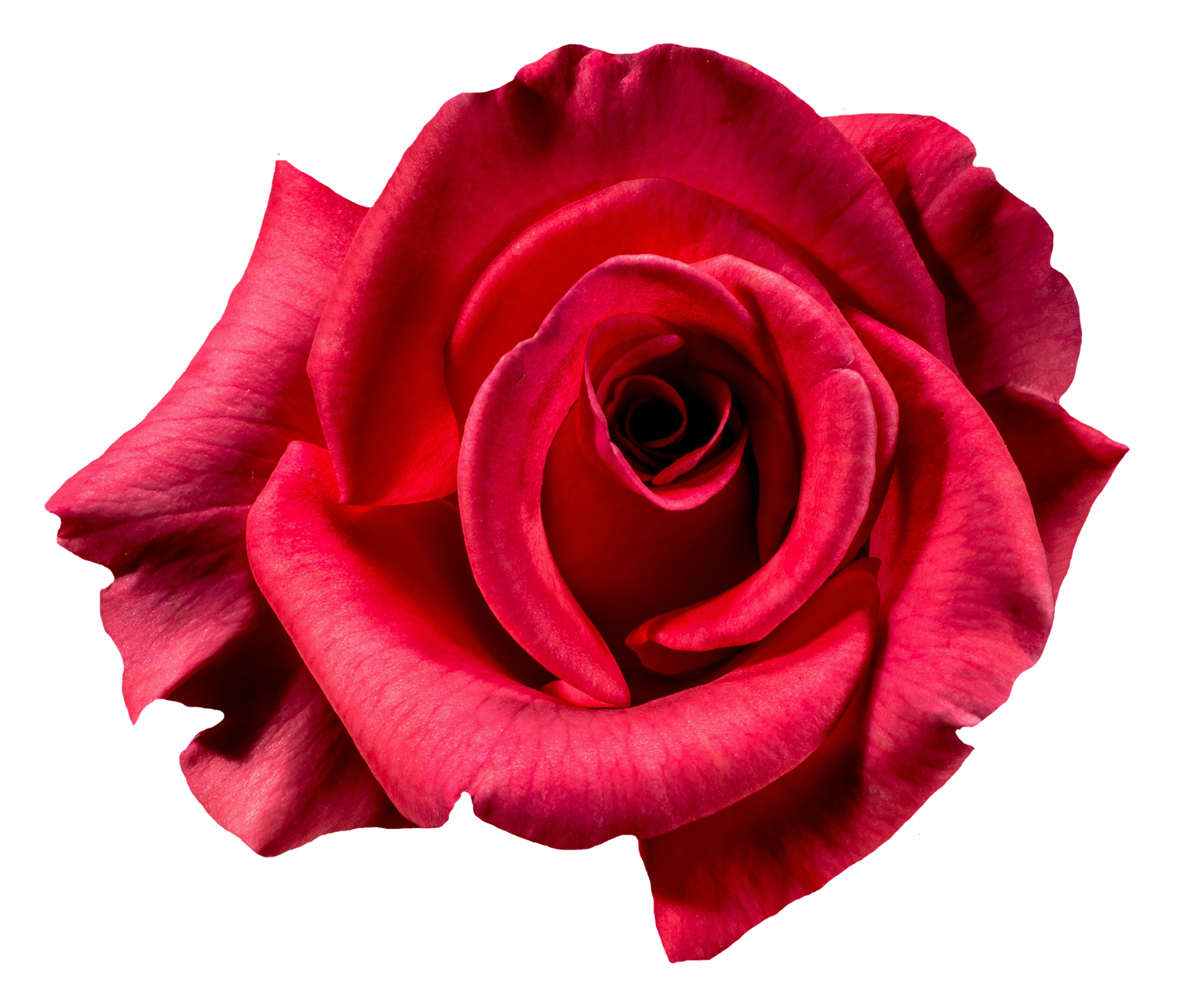 Red Rose Flowers Top View Clipart  HD Free Download