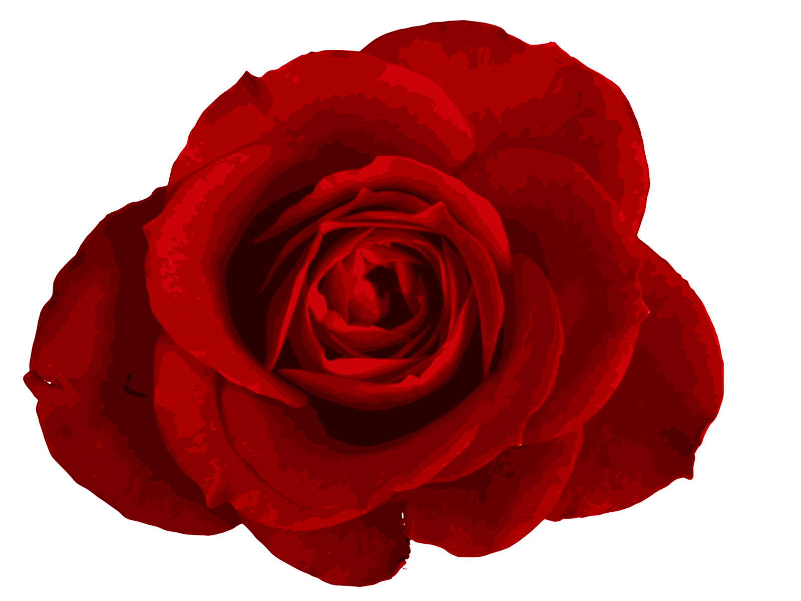 Red Rose PNG Image Transparent  HD Free Download