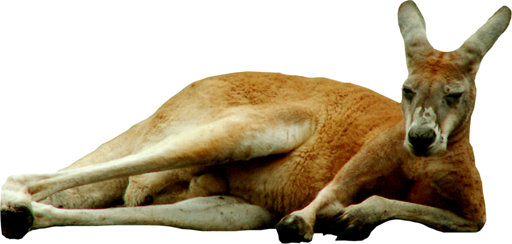 Relaxing Kangaroo Image Transparent  HD Free Download